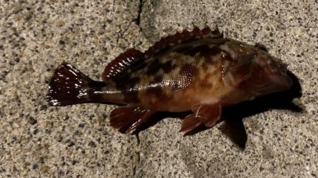 観光ホテルで根魚